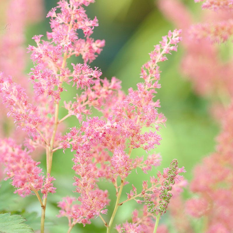 Rheinland Astilbe - Image 2