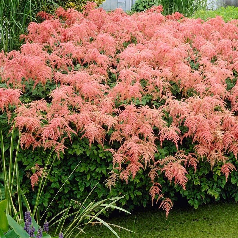 Straussenfeder Astilbe - Image 2