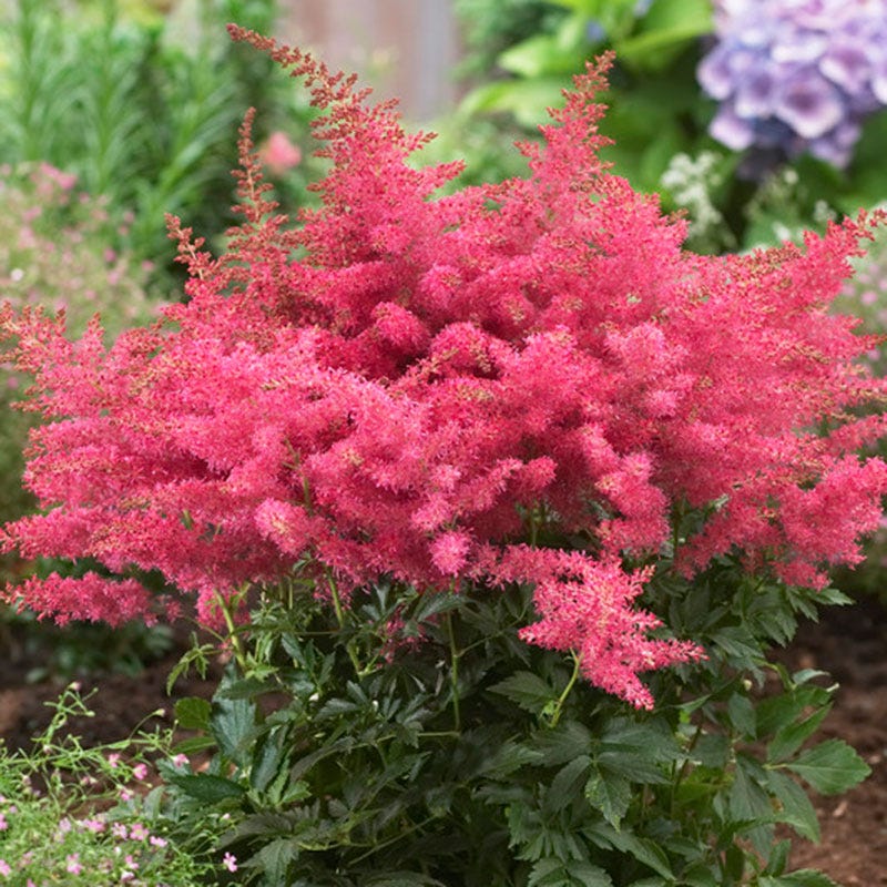 Astilbe Younique Cerise - Image 2