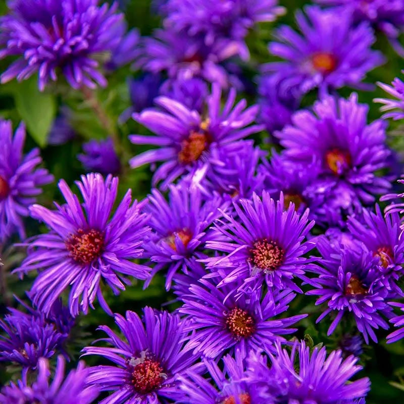 Autumnal Cottage Garden Plant Collection - Image 2