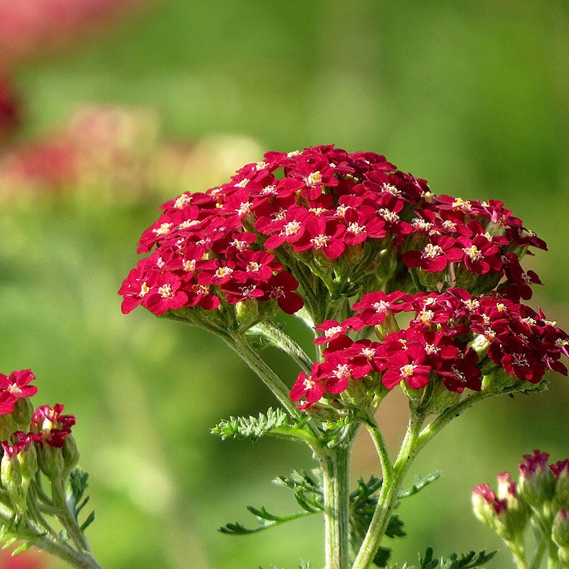 Autumnal Cottage Garden Plant Collection - Image 6