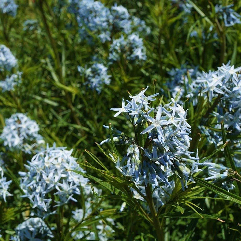 Bird Watcher Native Plant Collection - Image 2