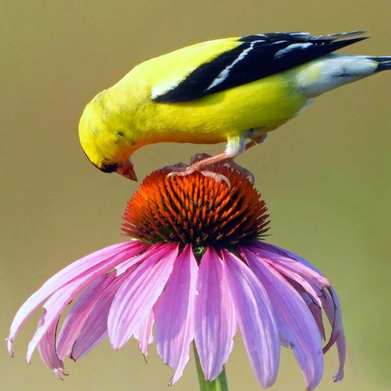 Bird Watcher Native Plant Collection - Image 3