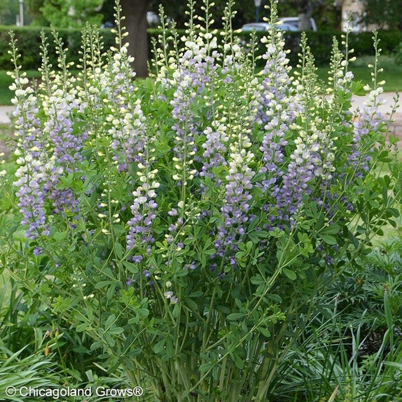 Lunar Eclipse Baptisia - Image 2