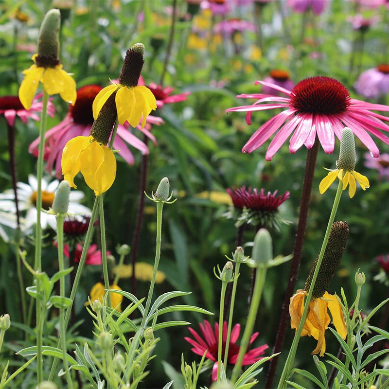 Perennial Beauty Wildflower Seed Mix