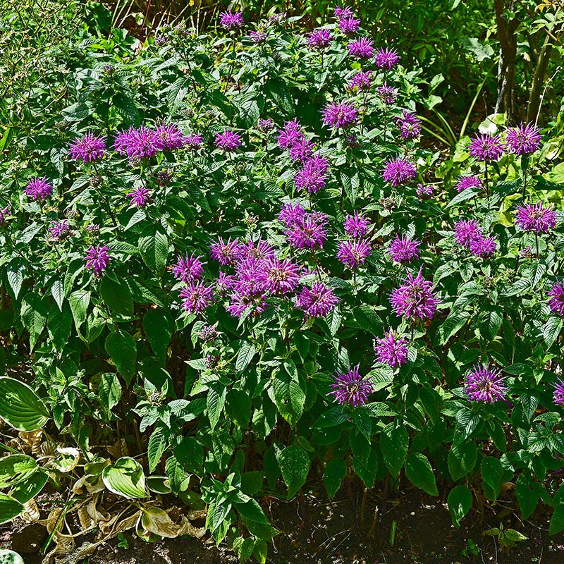 Balmy™ Purple Bee Balm - Image 2
