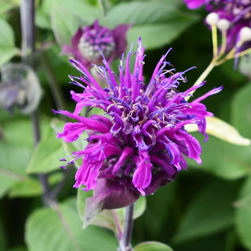 Balmy™ Purple Bee Balm - Image 3