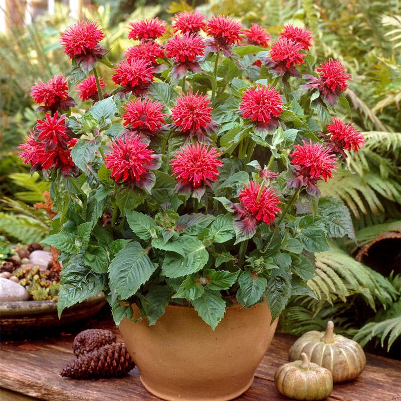 Fireball Bee Balm