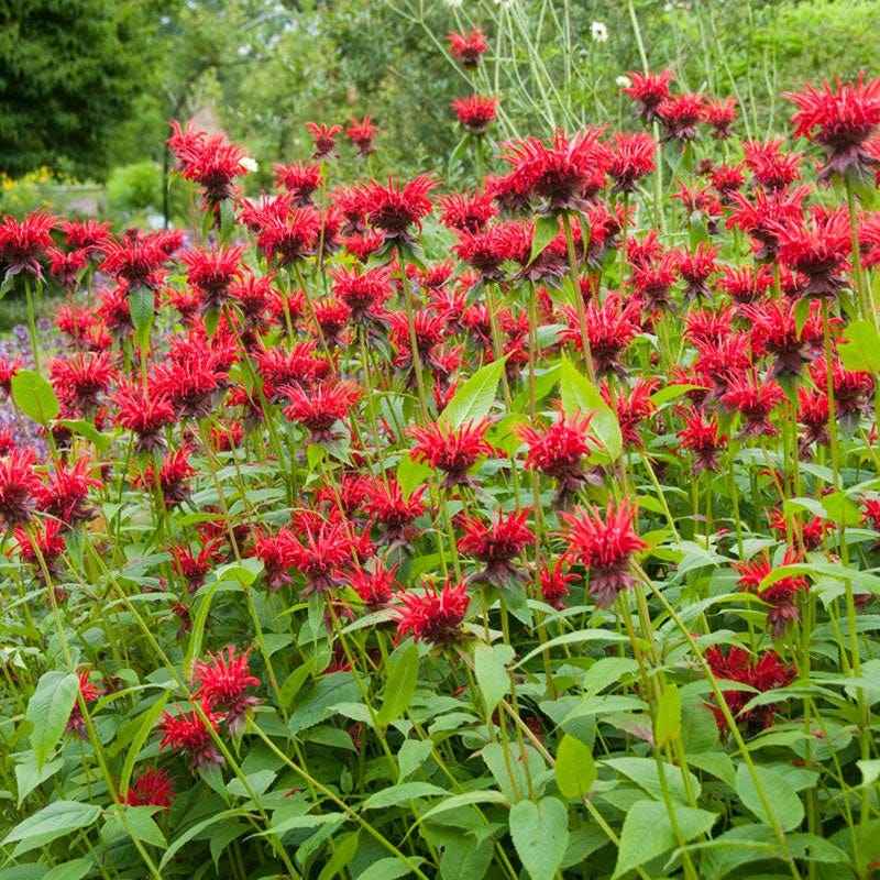 Monarch Magnet Pre-Planned Garden - Image 7