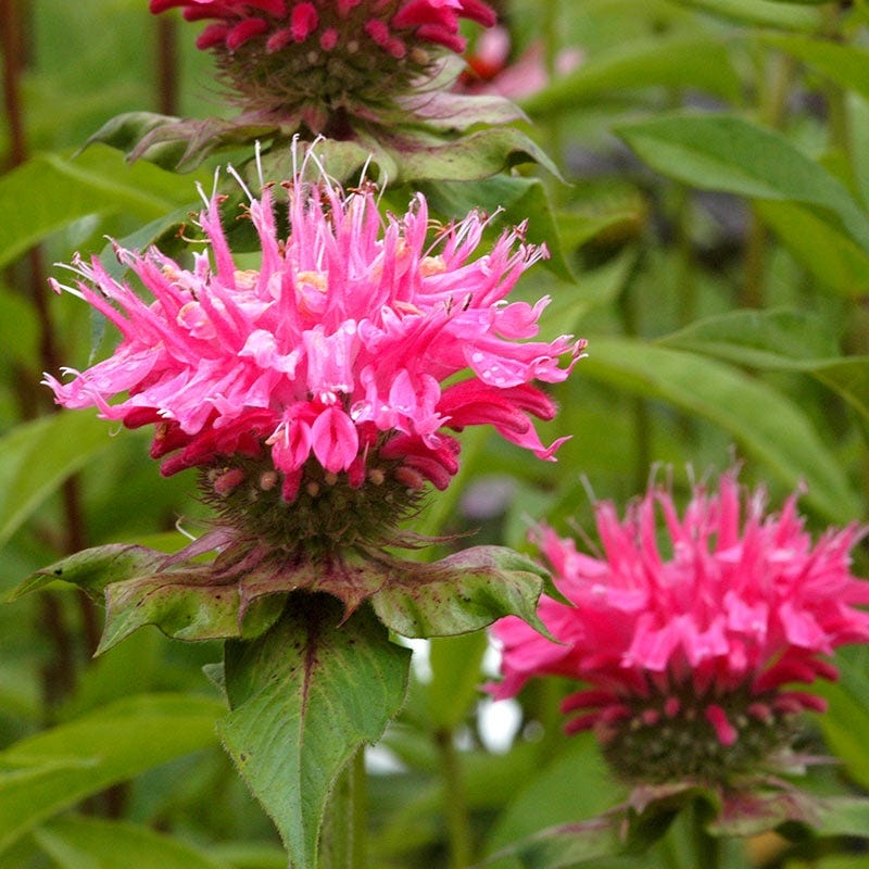 Marshall's Delight Bee Balm - Image 2