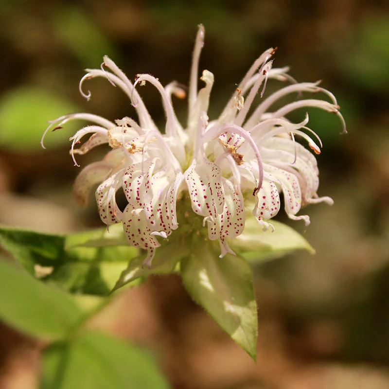 Bradbury's Bee Balm - Image 2