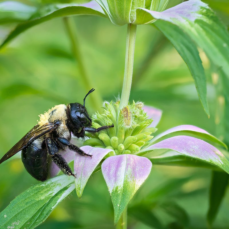 Spotted Bee Balm - Image 2