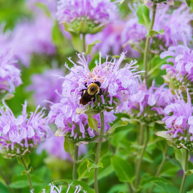Hummingbird Essentials Native Seed Packet Set - Image 3
