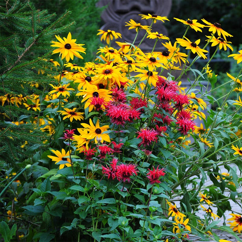 Wild Scarlet Bee Balm - Image 3