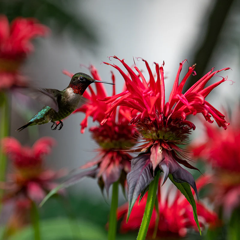 Butterfly & Hummingbird Pre-Planned Garden - Image 5