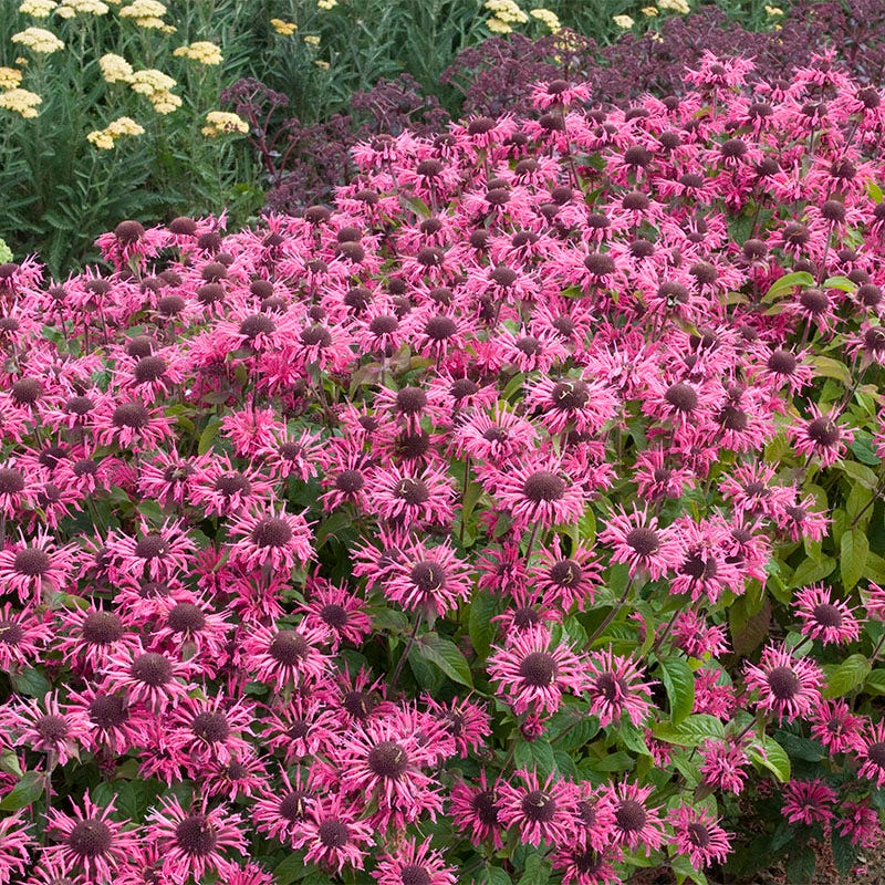 Pink Lace Bee Balm - Image 2