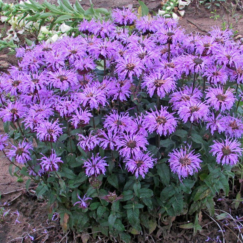 Sugar Buzz® Blue Moon Bee Balm - Image 2