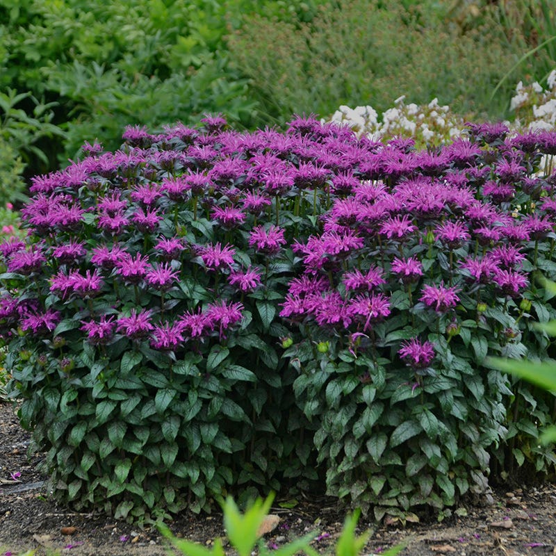 Sugar Buzz® Rockin' Raspberry Bee Balm - Image 2