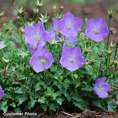 Bellflower Blue Clips - Image 3
