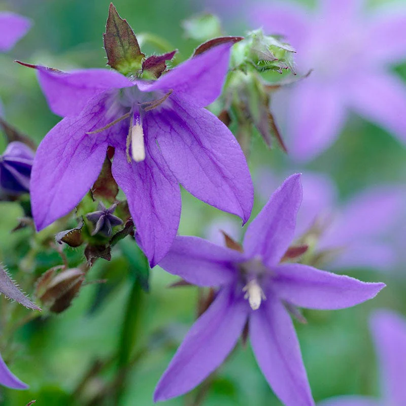 Blue Waterfall Bellflower - Image 2
