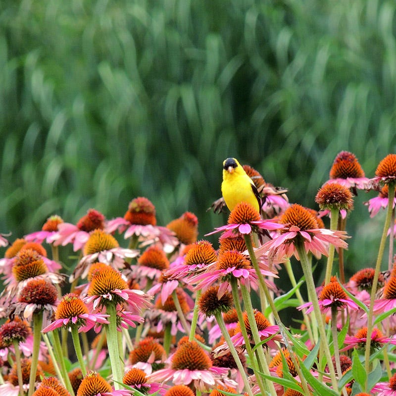 Bird Watcher Plant Collection - Image 3