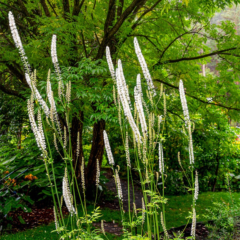 Black Cohosh - Image 2