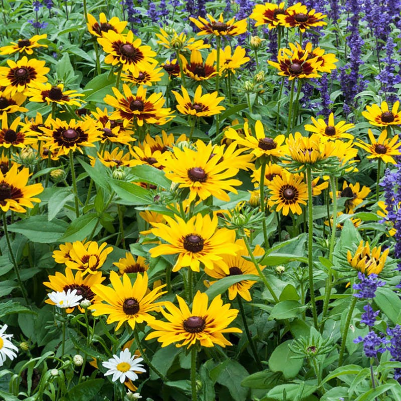 Denver Daisy Black Eyed Susan - Image 3