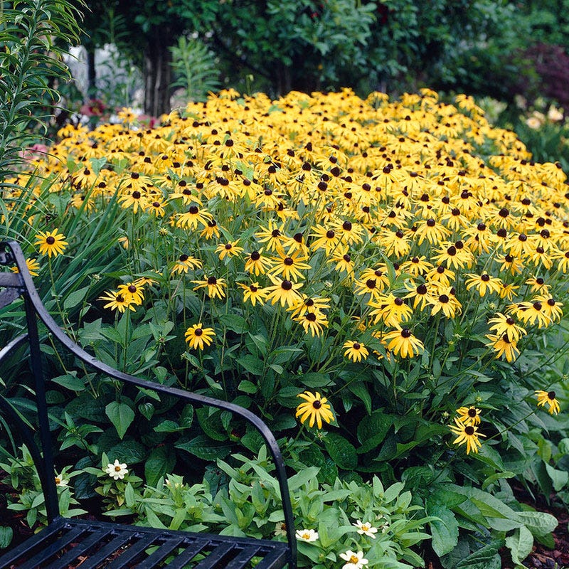 Indian Summer Black Eyed Susan - Image 3