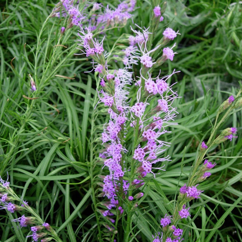 Dwarf Blazing Star - Image 2