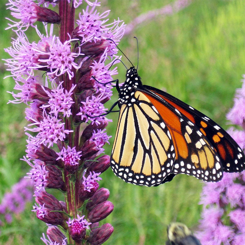 Floristan Violet Blazing Star - Image 2