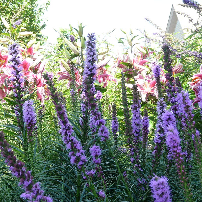 Floristan Violet Blazing Star - Image 4