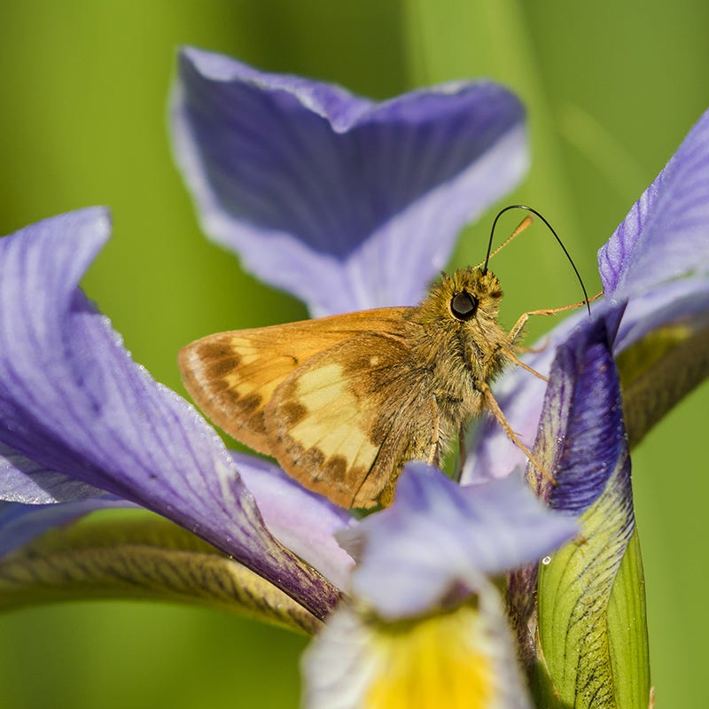 Southern Blue Flag Iris - Image 3