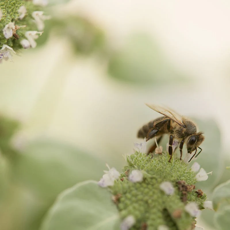 Blunt Mountain Mint - Image 3