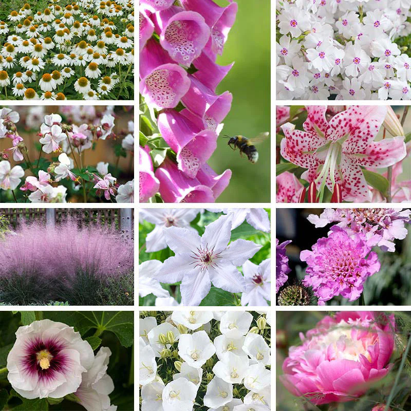 Blushing Cottage Garden Plant Collection