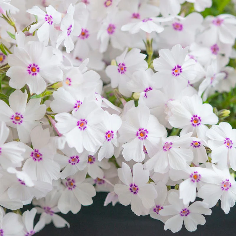 Blushing Cottage Garden Plant Collection - Image 4