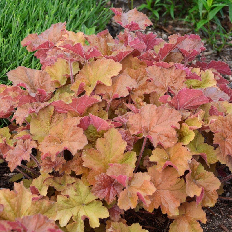 Brilliant Cottage Garden Plant Collection - Image 7