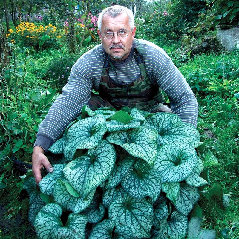 Alexander's Great Brunnera - Image 2