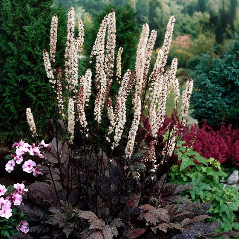 Black Bugbane - Image 2