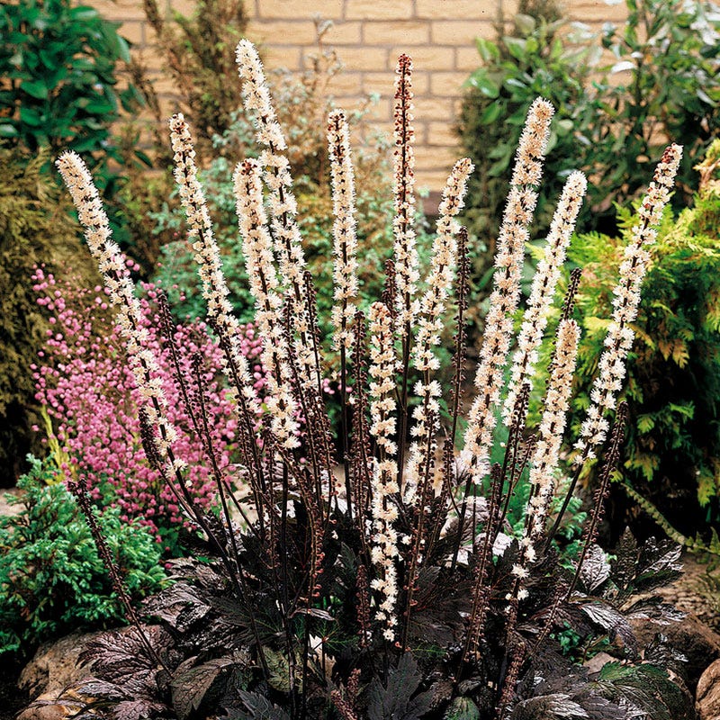 Black Bugbane - Image 3