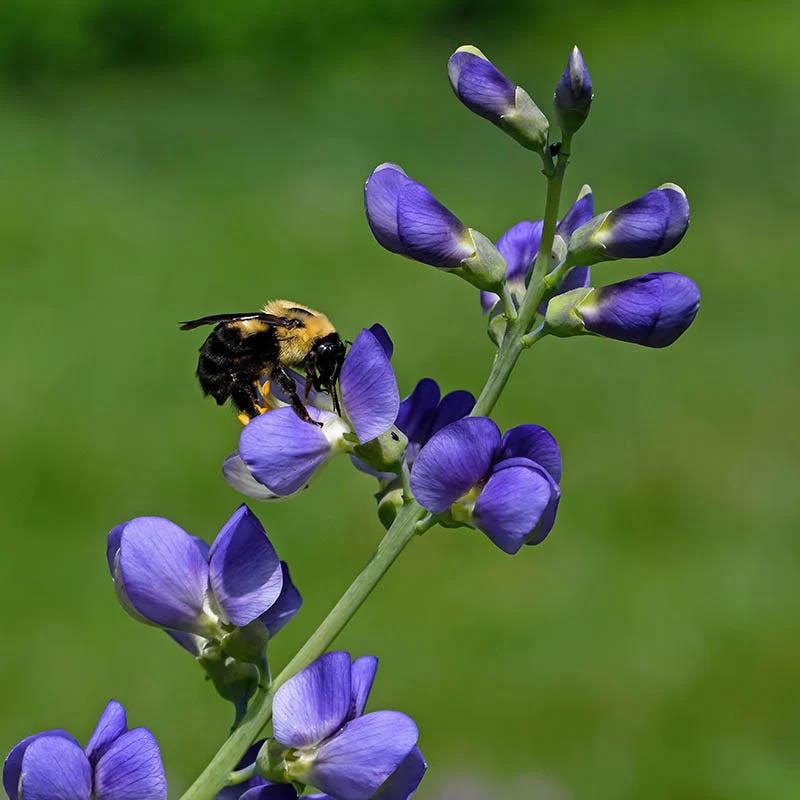 Bumblebee Burrow Native Plant Collection - Image 2