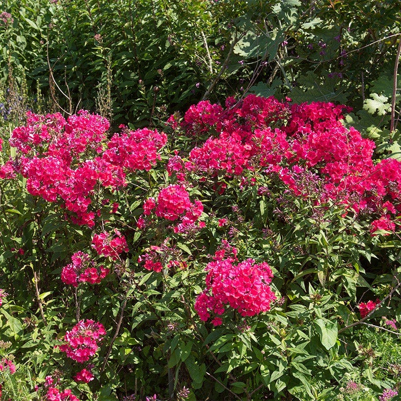 Butterfly Buffet Plant Collection - Image 3