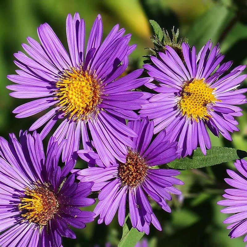 Butterfly Buffet Plant Collection - Image 4