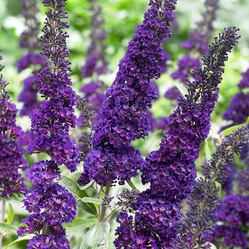 Black Knight Butterfly Bush