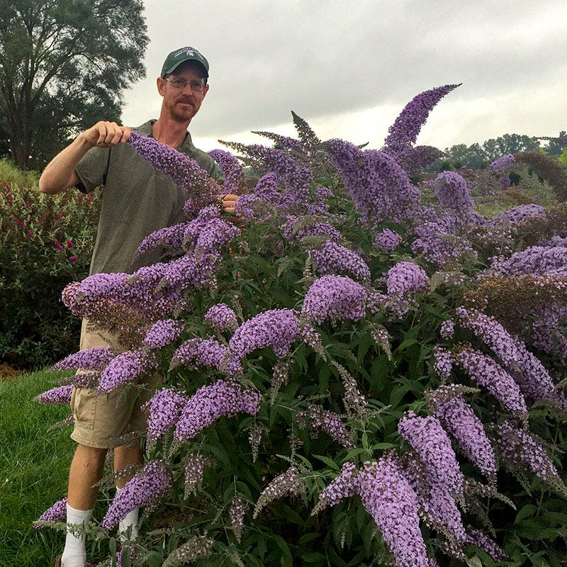 Grand Cascade Butterfly Bush - Image 2