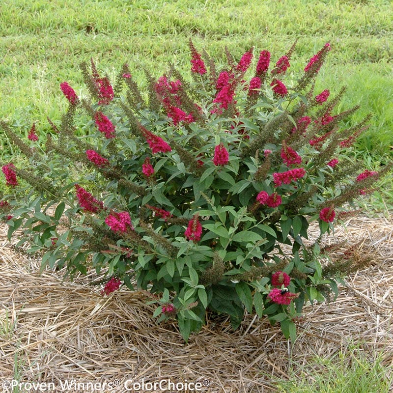 Miss Molly Butterfly Bush - Image 2