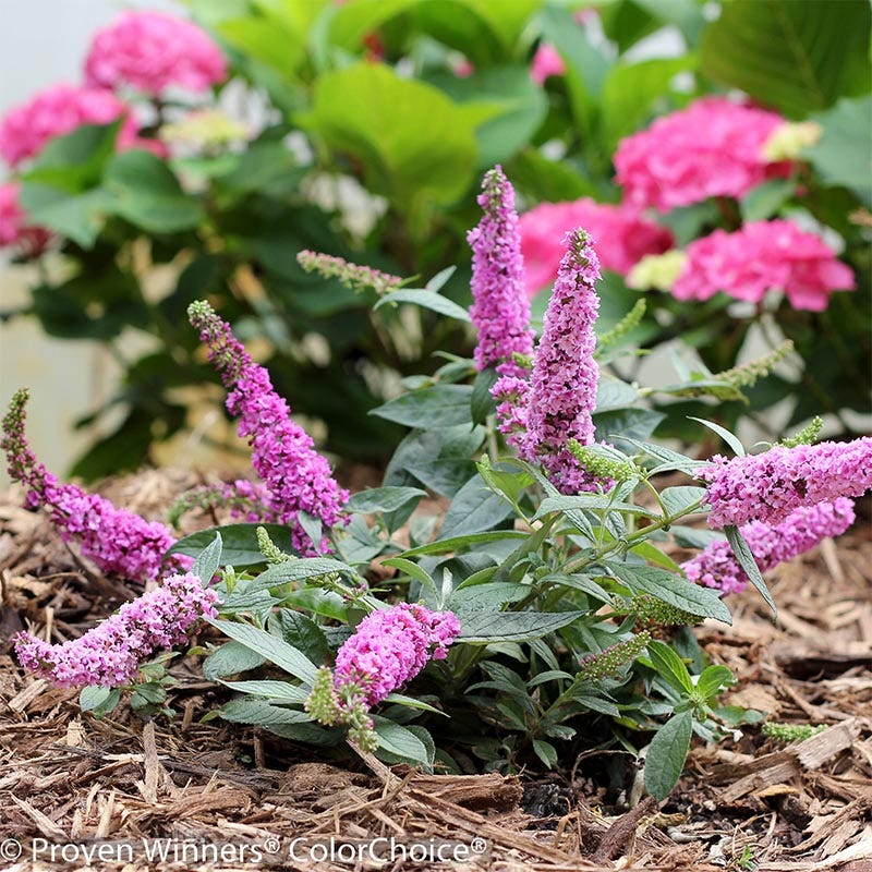 Pink Micro Chip Butterfly Bush - Image 2