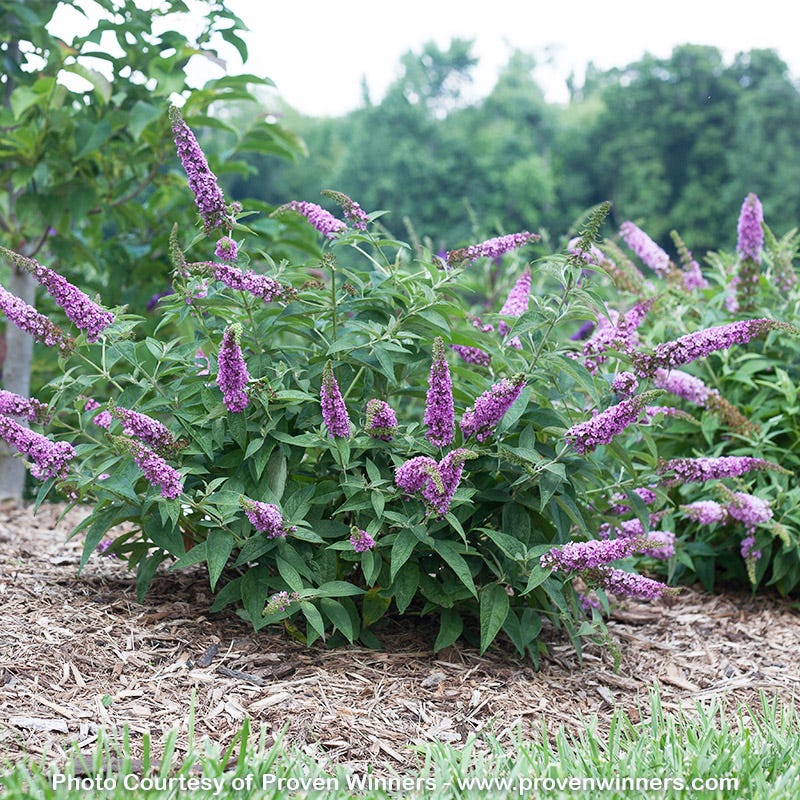 Pink Micro Chip Butterfly Bush - Image 3