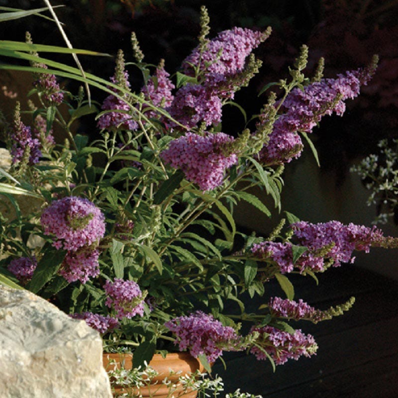 Buzz® Midnight Butterfly Bush - Image 2
