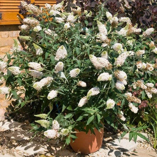 Buzz® Ivory Butterfly Bush - Image 2