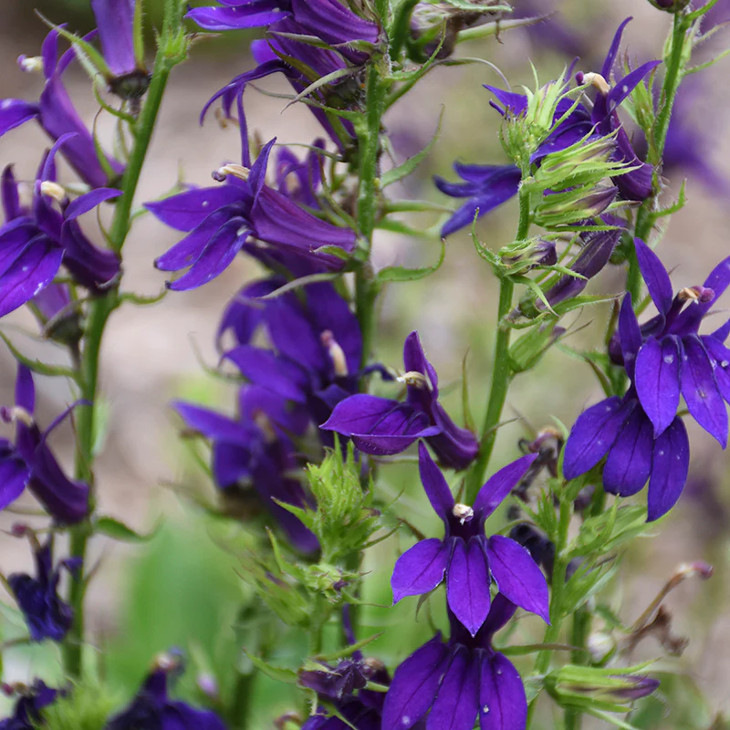 Starship™ Blue Lobelia